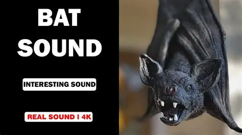 Benefits of Using BatSound
