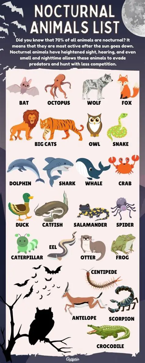 Characteristics of Nocturnal Animals