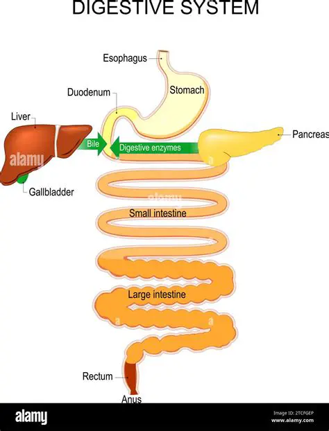 Digestive Process in the Duodenum
