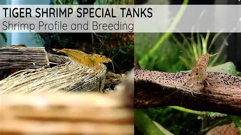 Establishment of Tiger Shrimp Maintenance Areas