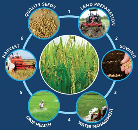 Increased rice production and productivity