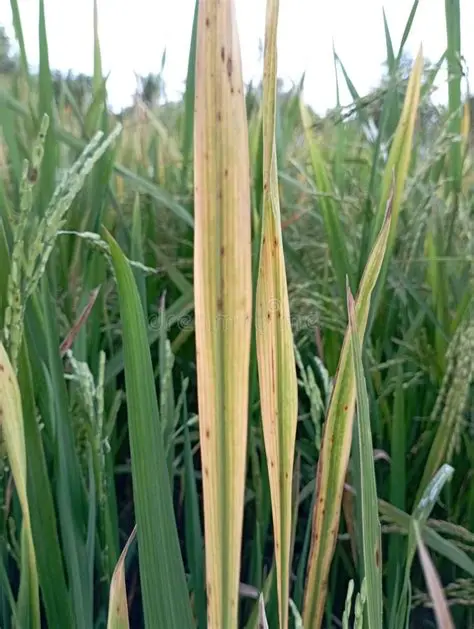 Pathogenic Fungi Isolated from Rice Plants