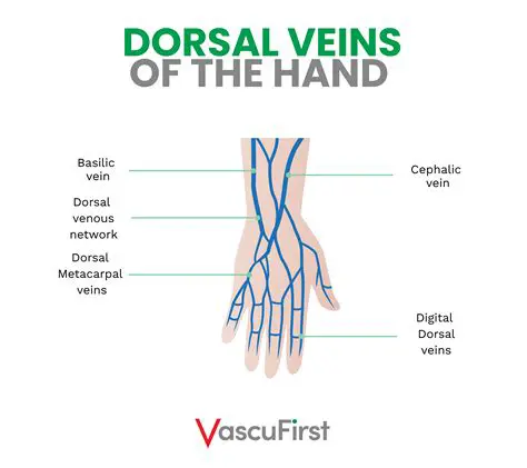 Plant senech and three veins