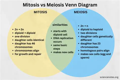 Similarities Between Mitosis and Meiosis