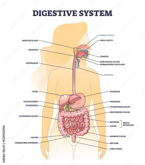 Structure of the Digestive System