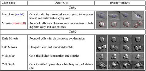 The Challenge of Discriminating Mitosis Cells