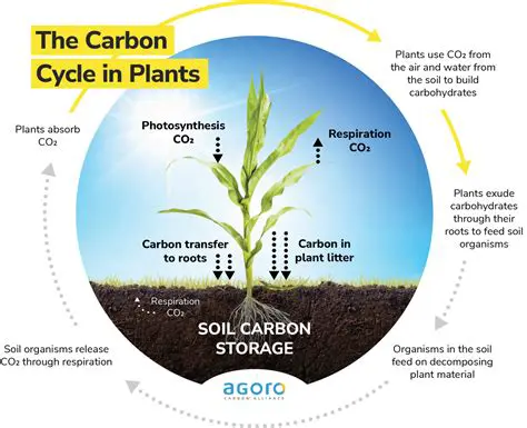 The Fate of Carbon in Plants