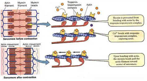 The Importance of Actin and Myosin in Muscle Contraction and Relaxation