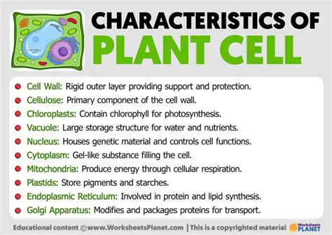 The Importance of Plant Cells