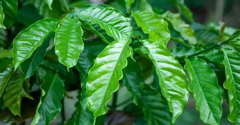 The Potential of Robusta Coffee Leaves as a Natural Antifungal