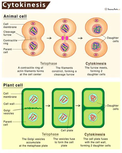 The Process of Cytokinesis in Animal Cells