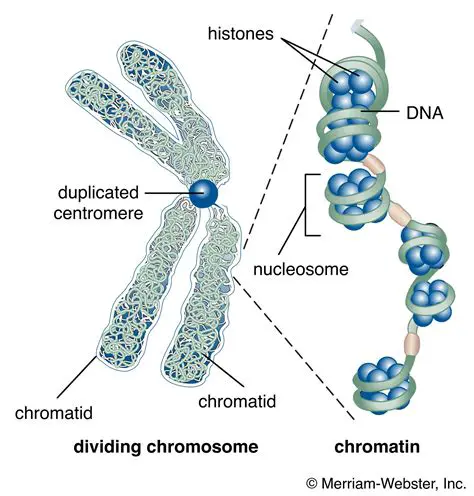 The Role of Chromosomes in Cell Mutations