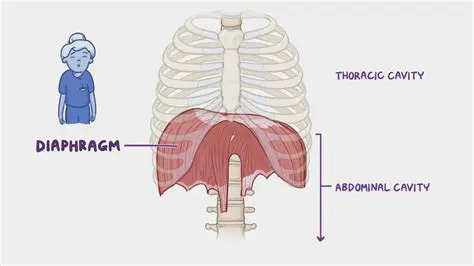 Understanding the Diaphragm