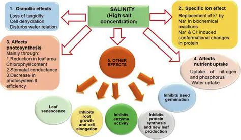 Understanding the Impact of Salinity on Green Bean Varieties