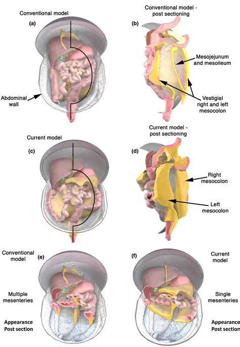 Understanding the Mesentery and Its Classification