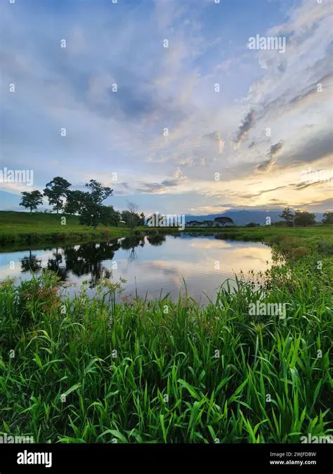 Vegetation Surrounding the Body of Water